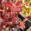 100 seeds Dionaea muscipula Seeds - Red Color