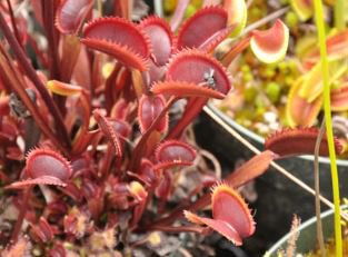 100 seeds Dionaea muscipula Seeds - Red Color