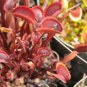 100 seeds Dionaea muscipula Seeds - Red Color