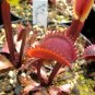 100 seeds Dionaea muscipula Seeds - Red Color