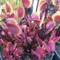100 seeds Dionaea muscipula Seeds - Red Color