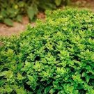 100 seeds Dark Green Dwarf Basil 'Pluto' Seeds Annual Herb Seeds