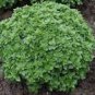 100 seeds Dark Green Dwarf Basil 'Pluto' Seeds Annual Herb Seeds