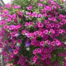 100 seeds Hanging Petunia Seeds Mixed Coloful Flowers