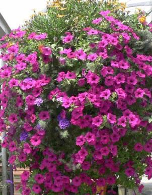 100 seeds Hanging Petunia Seeds Mixed Coloful Flowers