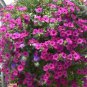 100 seeds Hanging Petunia Seeds Mixed Coloful Flowers