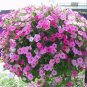 100 seeds Hanging Petunia Seeds Mixed Coloful Flowers