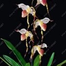 100 seeds Paphiopedilum Orchid Flower Seeds White Pink 'Tiger' Flowers