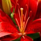 100 seeds Lily Plants Seeds Red Big Flowers