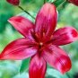 100 seeds Lily Plants Seeds Red Big Flowers