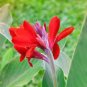 100 seeds Lily Plants Seeds Red Big Flowers