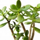 100 seeds Mesembryanthemum Crystallinum Seeds Hybrid F1