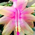 100 seeds Schlumbergera Flores Christmas Cactus Plant Seeds Water Pink Flowers