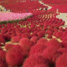 500 seeds Kochia scoparia Seeds Burning Bush - Fire Red Color