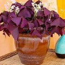 100 seeds Rare Oxalis Versicolor Candy Cane Sorrel Seeds Red Leaves Pink Flowers