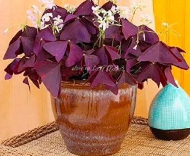 100 seeds Rare Oxalis Versicolor Candy Cane Sorrel Seeds Red Leaves Pink Flowers