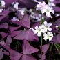 100 seeds Rare Oxalis Versicolor Candy Cane Sorrel Seeds Red Leaves Pink Flowers