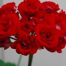 10 seeds Geranium Seeds Dark Red Damask Double Compact Flowers