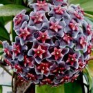 100 seeds Hoya Carnosa Seeds - Blood Red Color