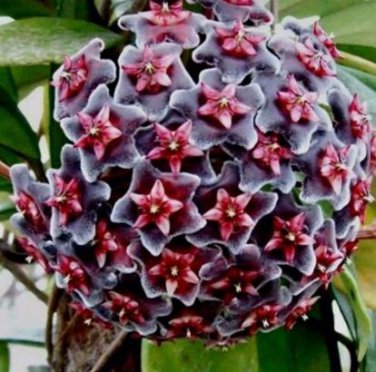100 seeds Hoya Carnosa Seeds - Blood Red Color