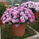100 seeds Ageratum Conyzoides Flowers Seeds Rose Red Pink 2-IN-1 Colors Flowers
