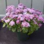 100 seeds Ageratum Conyzoides Flowers Seeds Rose Red Pink 2-IN-1 Colors Flowers
