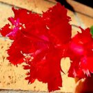 100 seeds Schlumbergera Flores Christmas Cactus Plant Seeds