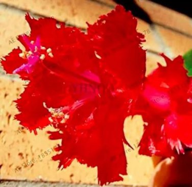 100 seeds Schlumbergera Flores Christmas Cactus Plant Seeds