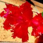 100 seeds Schlumbergera Flores Christmas Cactus Plant Seeds