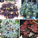 120 seeds Mixed 4 Types Begonia Seeds Includin Fire Red, Green, White, Gray Red