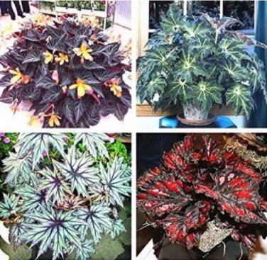 120 seeds Mixed 4 Types Begonia Seeds Includin Fire Red, Green, White, Gray Red