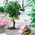 20 seeds Organic Pear Seeds