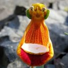 100 seeds Lovely Funny Flower Calceolaria Herbeohybrida Indoor & Outdoor Seeds Plant