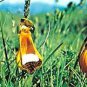100 seeds Lovely Funny Flower Calceolaria Herbeohybrida Indoor & Outdoor Seeds Plant