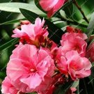 50 seeds Nerium Flower Seeds Oleander Potted Plants Easy Growing
