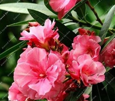 50 seeds Nerium Flower Seeds Oleander Potted Plants Easy Growing