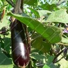 100 seeds Purple Eggplant Seeds Italian Eggplant Rare Aubergine Organic Fruit
