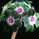 100 seeds Europe Colorful Primula Acaulis Bonsai Potted Seeds