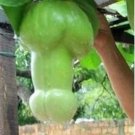 50 seeds Magic Pumpkin Seeds