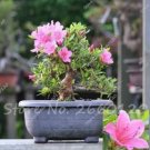 20 seeds Japanese Azalea Rhododendron Azalea Perennial Flowers Seeds Pink Flowers
