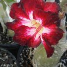 2 seeds Desert Rose Adenium Seeds - White Red Black Colorful Flowers