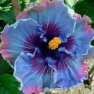 200 seeds Hibiscus Plants Seeds Sky Blue Purple Big Flowers with Light Pink Edge