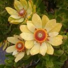 5 seeds Leucadendron STROBILINUM Garden Ornamental Plants