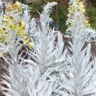 5 seeds Senecio niveoaureus Seeds Garden Ornamental Plants