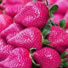 300 seeds Pink Strawberry Hybrid Seeds Giant Juicy Potted Fruit