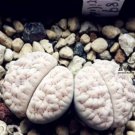 100 seeds Ball Conophytum vanzylii Lithop Seeds Greyish White Succulent