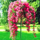 200 seeds Climbing Rose Tree Seeds - Rose Red Flowers
