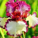 20 seeds Iris tectorum Seeds - Red Rose Red White Colorful Flowers