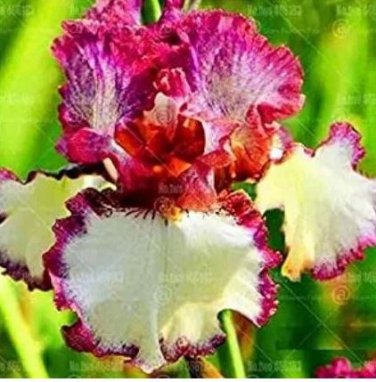 20 seeds Iris tectorum Seeds - Red Rose Red White Colorful Flowers