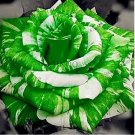 50 seds Holland Candy Stripe Rose Seeds Bonsai Lover Gift Green White